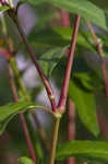 Pennsylvania smartweed